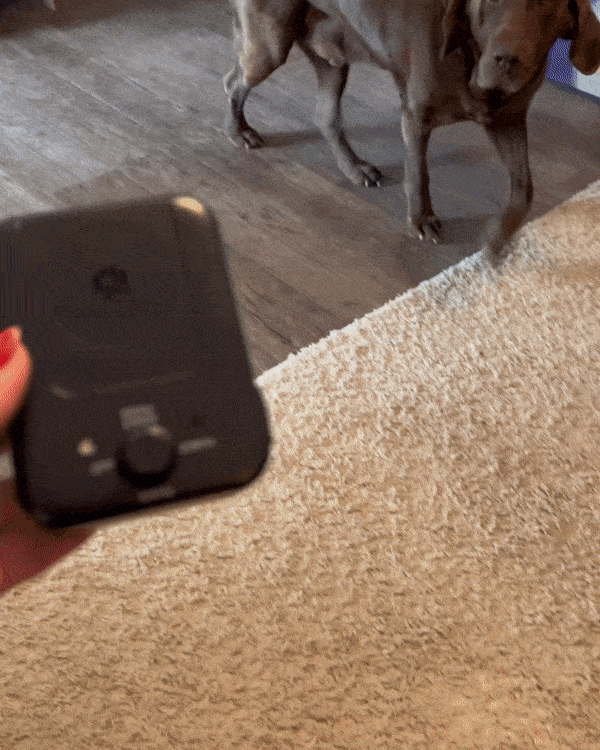 https://nomorebarkaustralia.com/cdn/shop/files/Dog_Gif_Nomorebark_1728x2160.gif?v=1691392281 Bark Free Device For Dogs